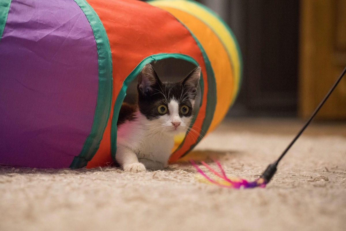    Игрушки для котят должны быть безопасными