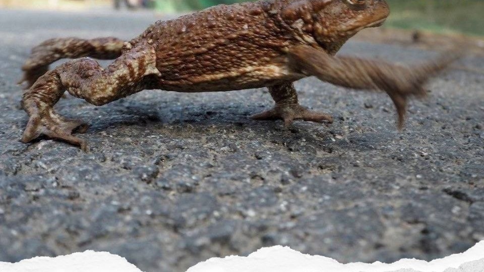 🐸 Помочь амфибиям в весеннюю миграцию призывают в Санкт-Петербурге