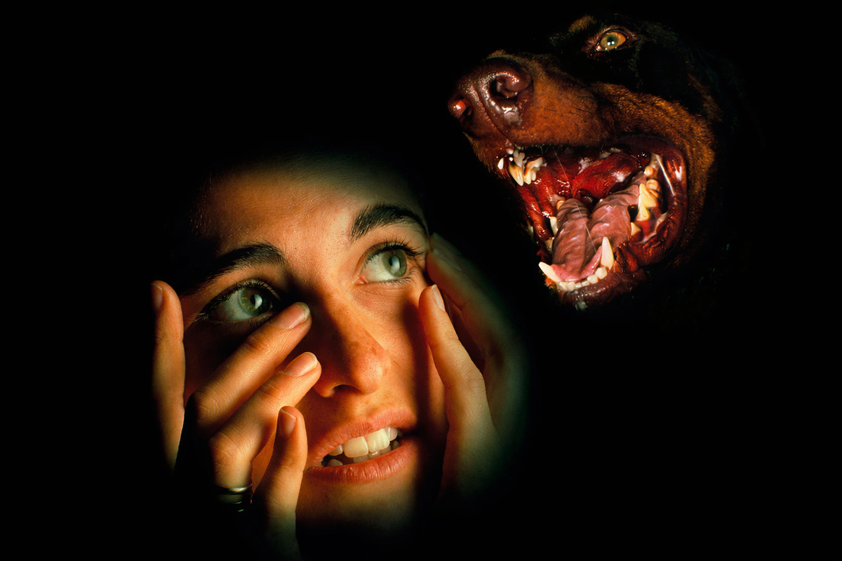 Собаки чувствуют страх у человека