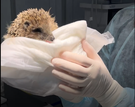 В Крыму спасенному дикому ежику пришлось ампутировать лапку