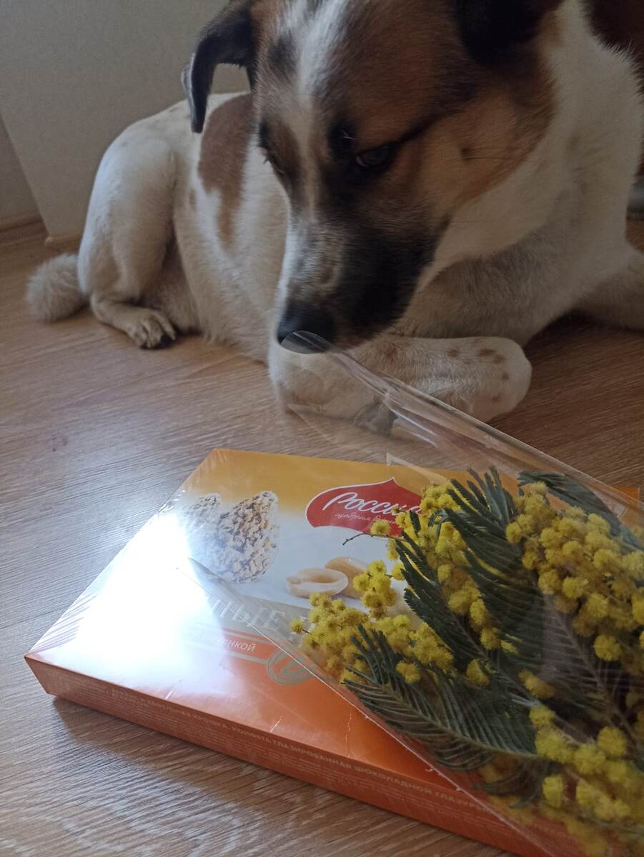 А это нас поздравлял наш бывший подопечный пёс Адам!