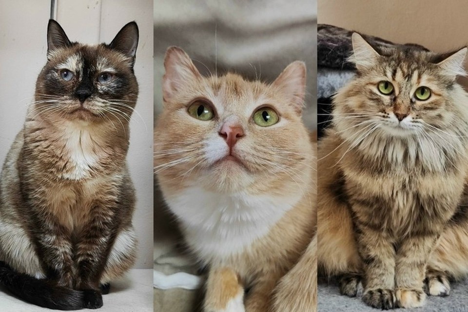    Котики из Ижевска в поисках любящих хозяев. Фото: котофонд «Спасем вместе».