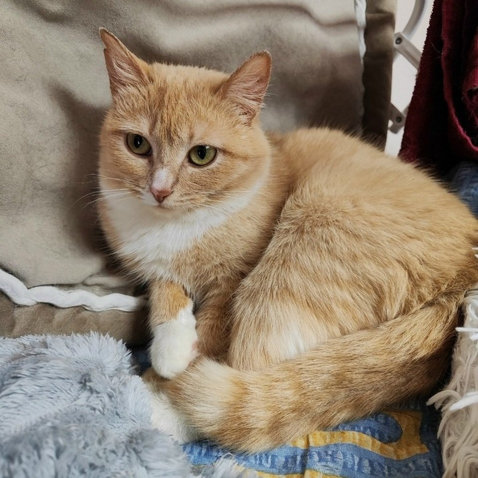    Рыжее солнышко Перси. Фото: котофонд.