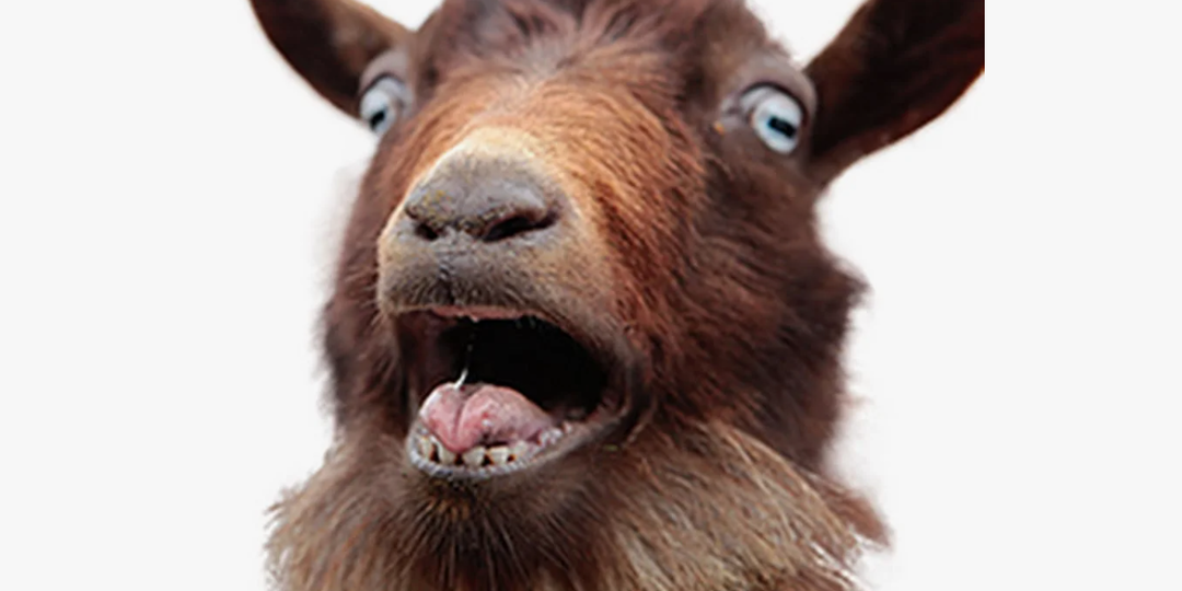 Записки ведьмёныша. Реальная истори козы Жужи