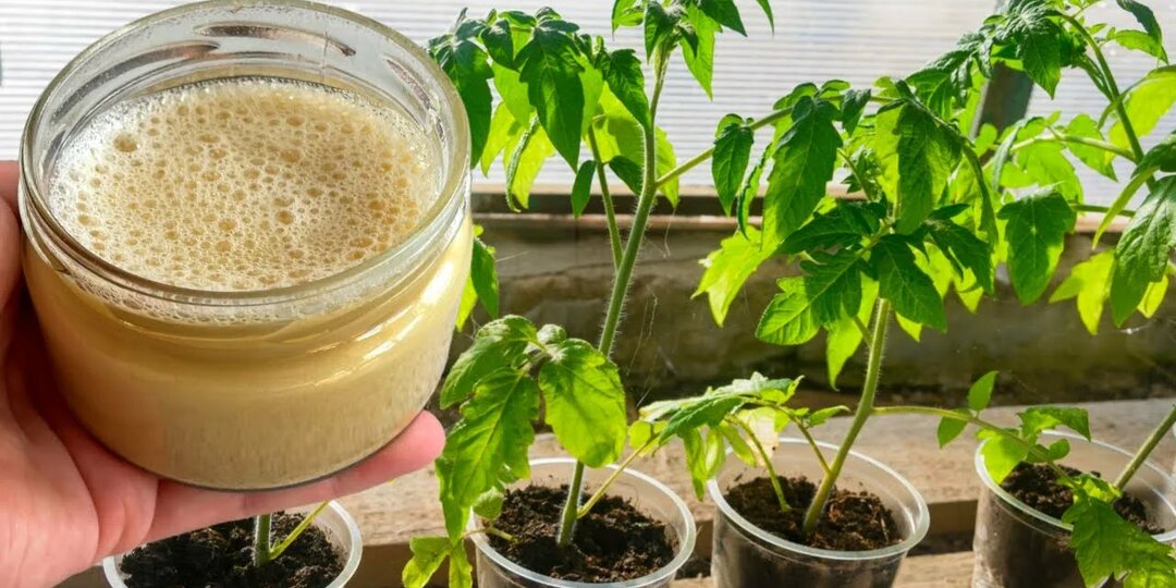 Натуральный стимулятор роста для рассады томатов в апреле: цена грошь, а пользы вагон