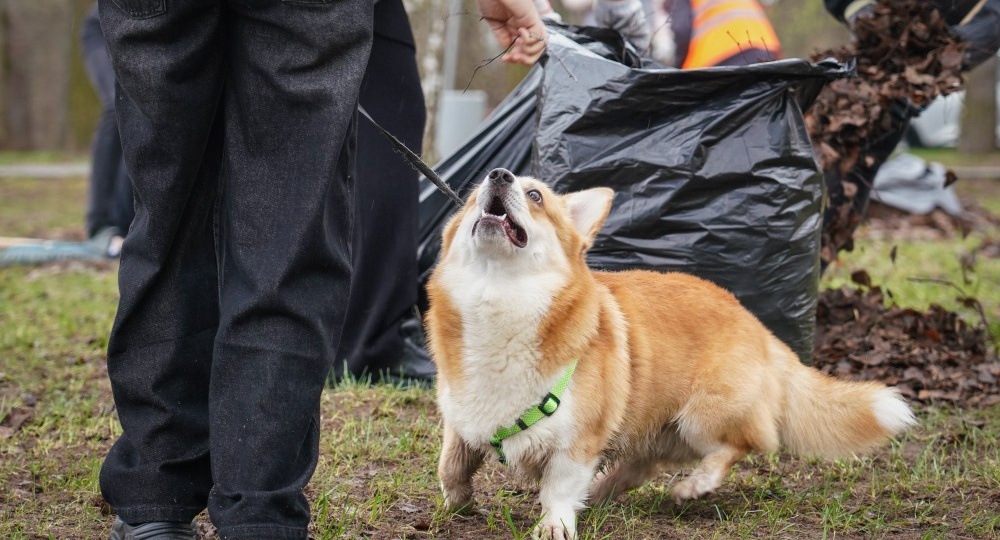 Более 32 тыс. нижегородцев приняли участие в общегородском субботнике