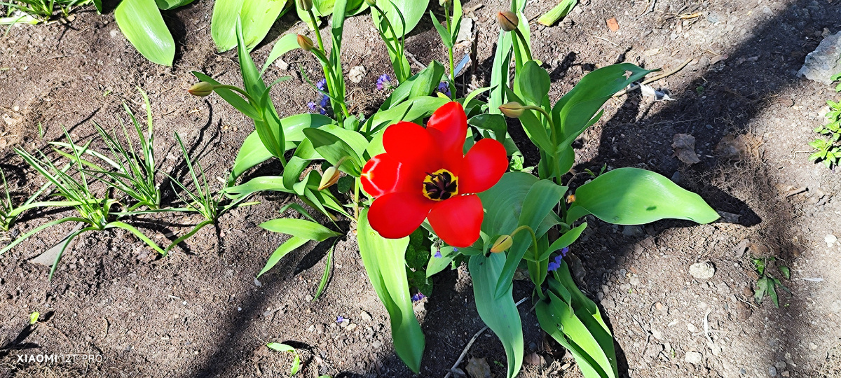 Красный тюльпан у дома.