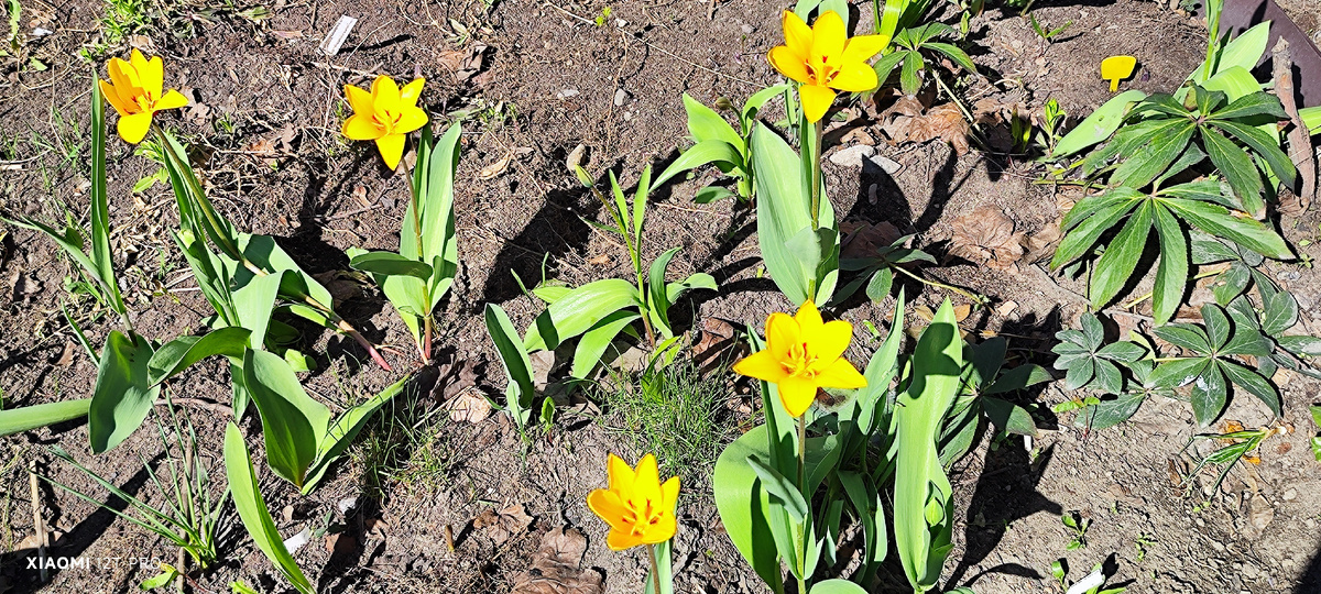 Жёлтые тюльпаны.