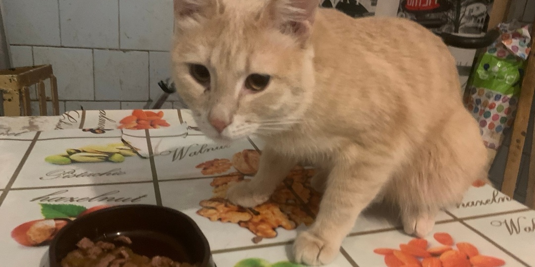 К нам обратились неравнодушные жители общежития с просьбой помочь рыжему котику-подростку Сэму