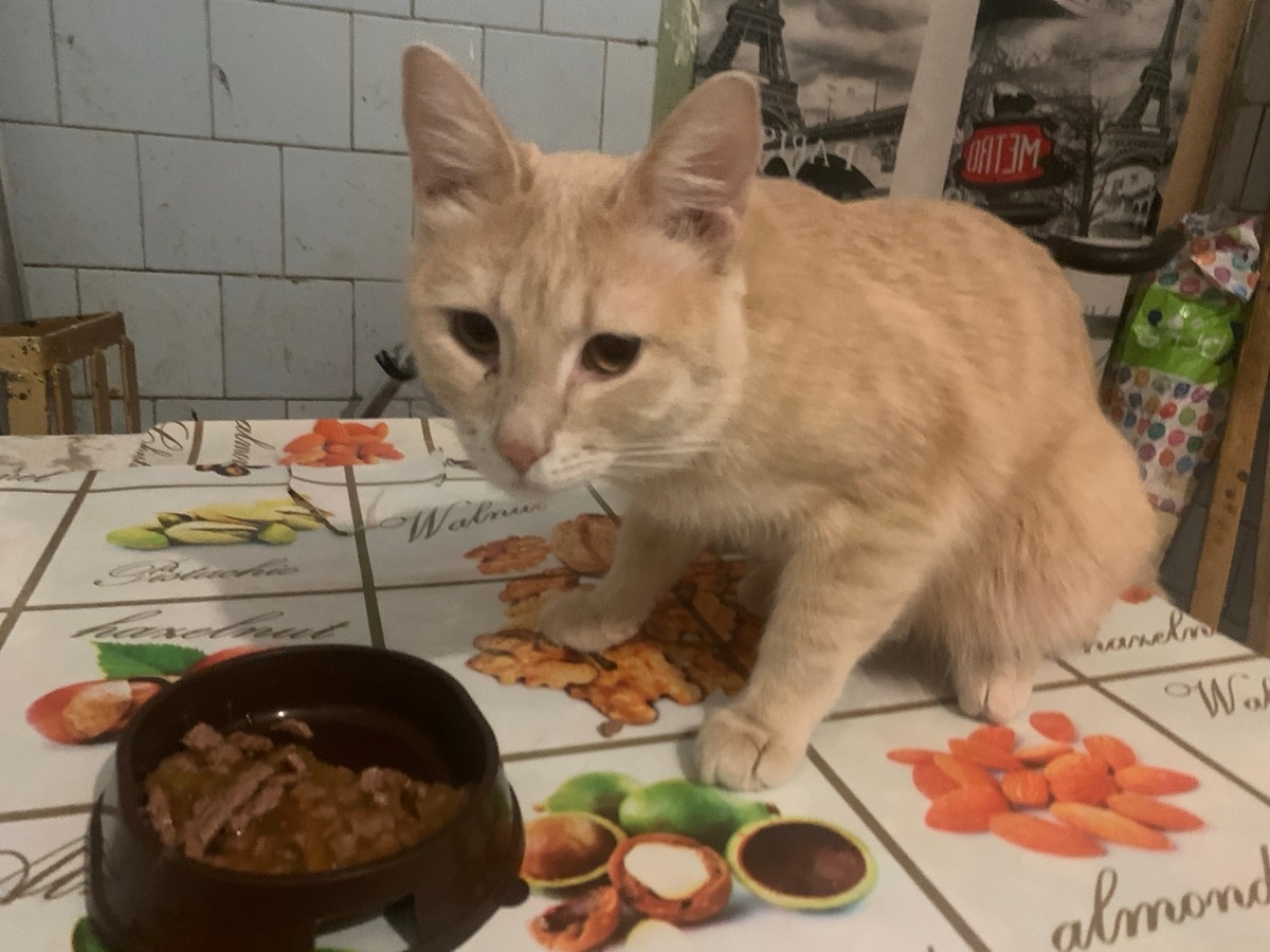 Этот котёнок тоже мог стать чьей-то радостью, но ему очень не повезло с хозяевами