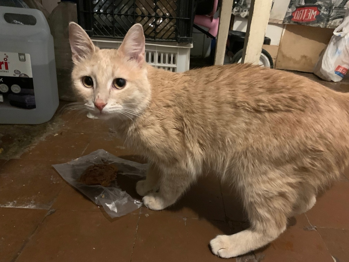 Рыжик не живёт, а выживает