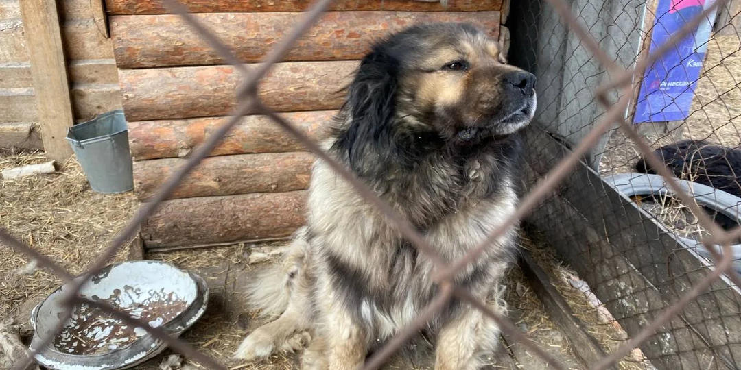 Последние не утешительные новости из приюта Кот и пёс.