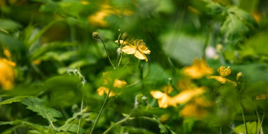 Пустырь стал лесом: в Химках выросли 80 тысяч деревьев