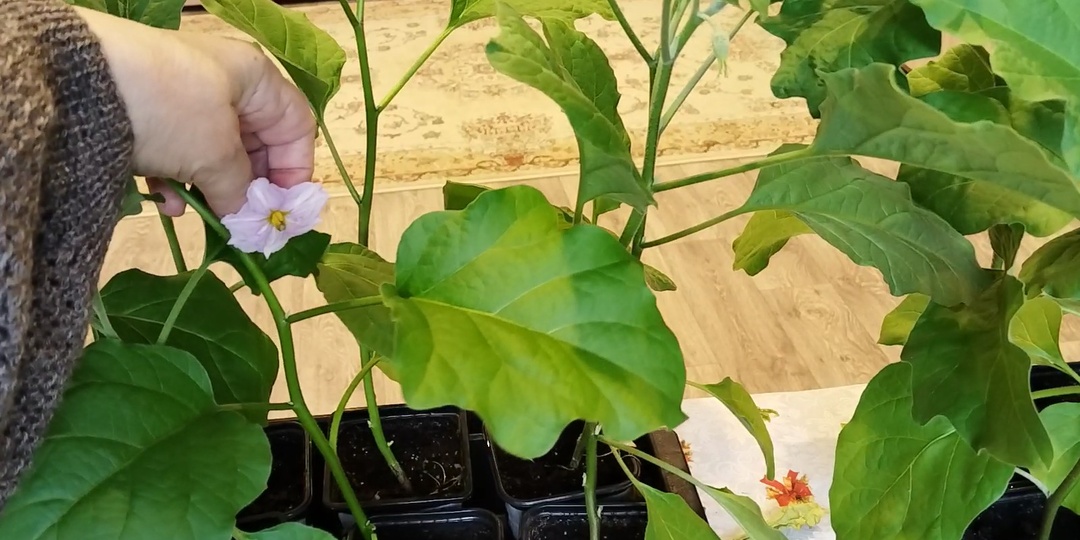 Преждевременное цветение рассады баклажанов.