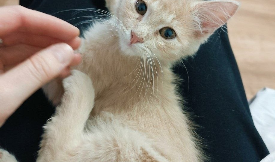 Ищет дом! Персиковый котёнок Лордик — ваш будущий лучший друг!