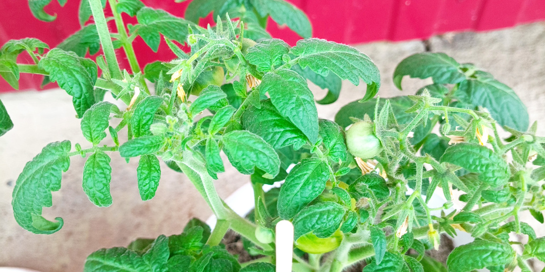 Переносная гряда для раннего урожая в зоне рискованного земледелия: помидоры в ведерках