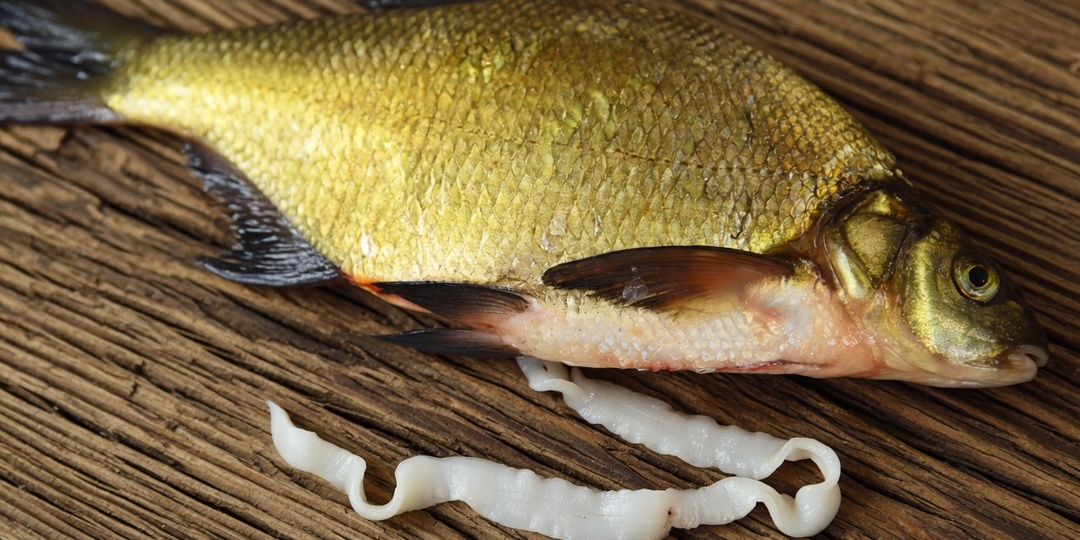 Когда улов лучше выбросить: паразиты которых не убивает термообработка