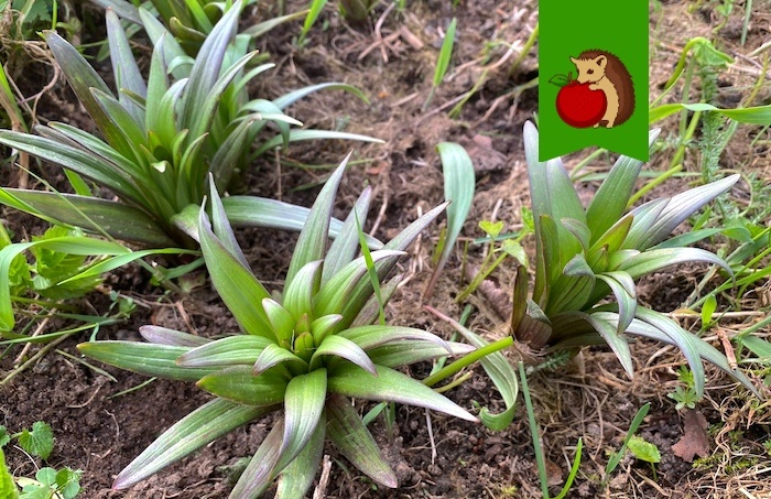 Лилиям после прорастания – обязательно: 4 процедуры для обильного и пышного цветения