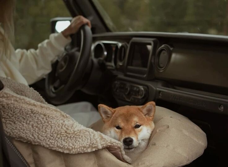 Автопутешествие с собакой: как не убить салон и нервы