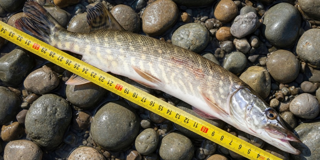 Самые безумные штрафы для рыбаков в 2026 году - за что теперь берут по 300 тысяч и как не попасть на эти деньги случайно