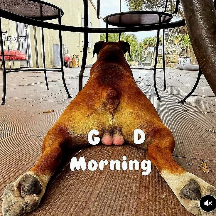 Яндекс Картинки.