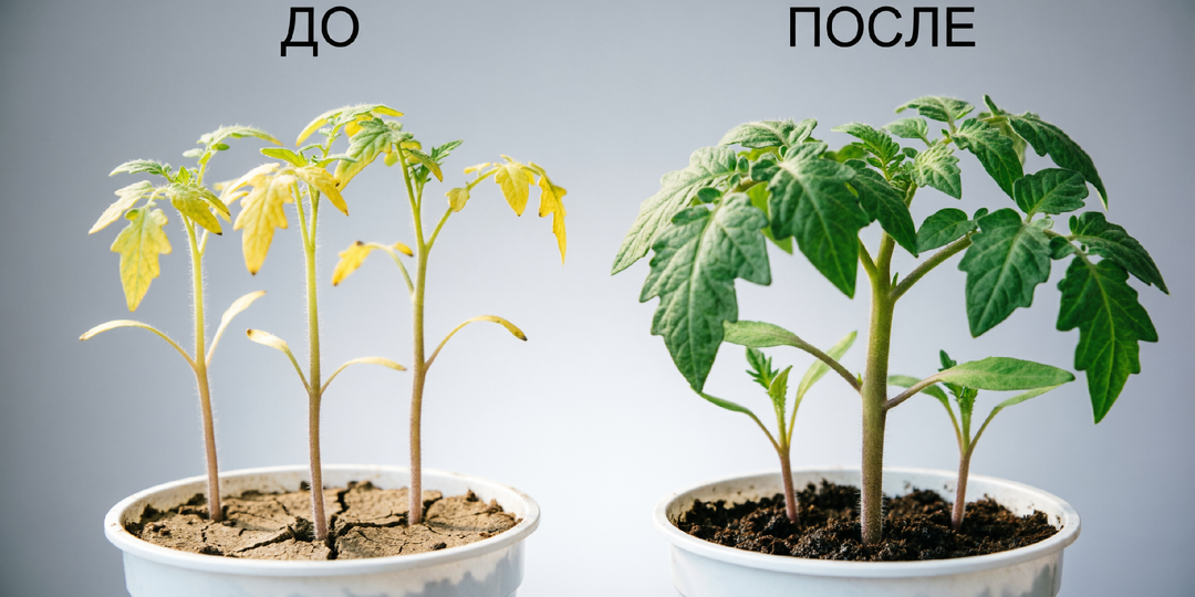 9 из 10 ошибаются: схема подкормки рассады томатов монофосфатом калия