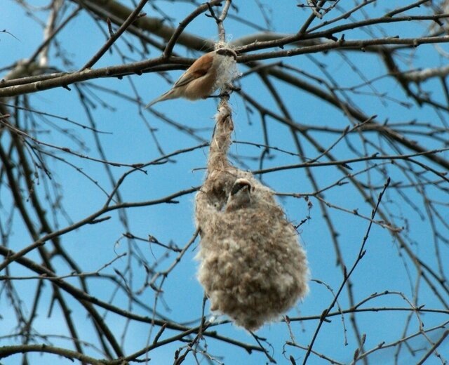 В Петербурге заметили краснокнижных ремезов