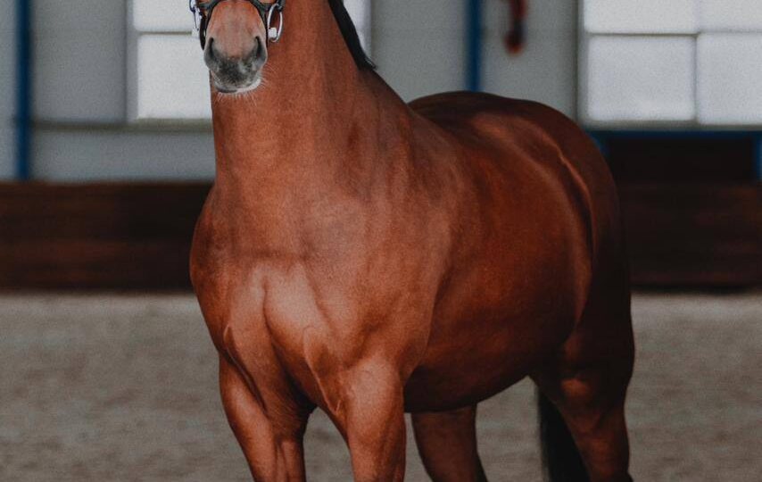 Мерин, полукровный