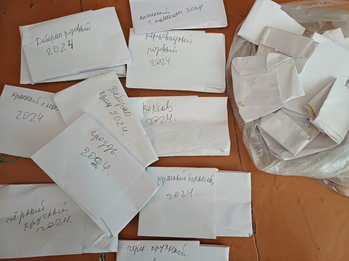 На фото это всего лишь часть семян