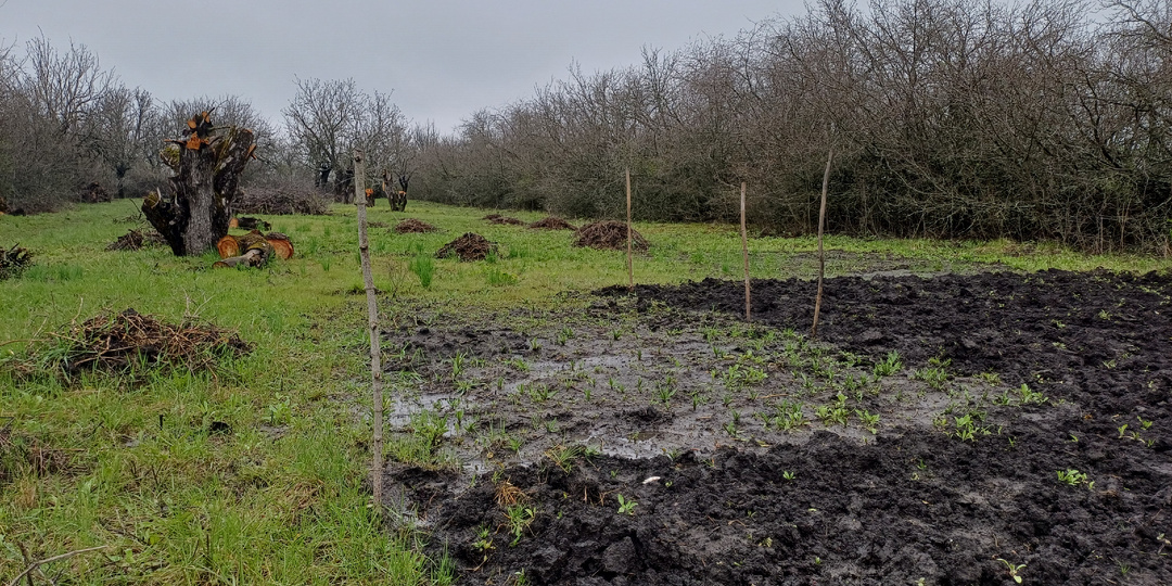 Дождливая весна, свои помидоры и отказ от сладкого. Как мы живём в деревне