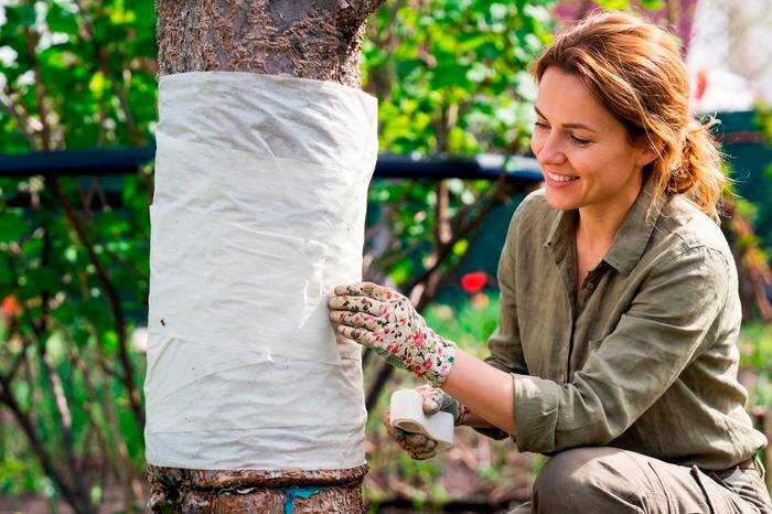 Ловчий пояс для деревьев: как защитить сад от вредителей своими руками. Обложка © Shutterstock / FOTODOM / VPales, © Gemini Nano Banana