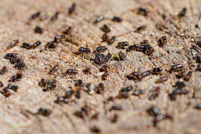 Как сделать ловчий пояс для плодовых деревьев без химикатов. Фото © ТАСС / dpa / picture-alliance / Uwe Anspach