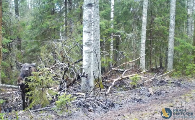    © Нижне-Свирский государственный заповедник