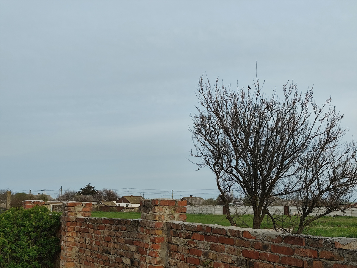 На абрикосе сидит скворец, поет просто оглушительно