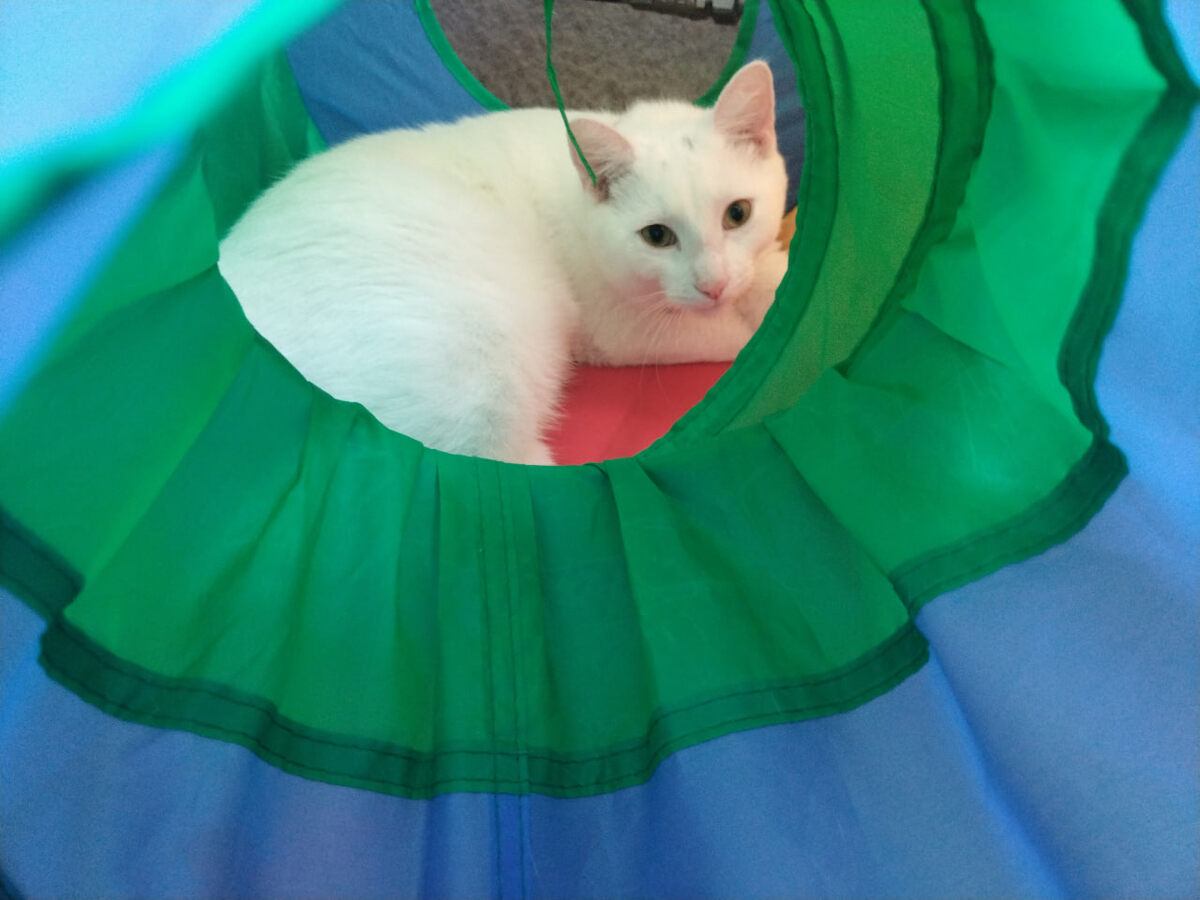 Здоровенькие и довольные жизнью Кешенька и Васенька