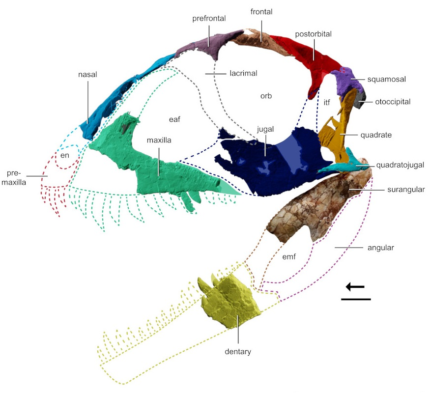 Реконструкция черепа