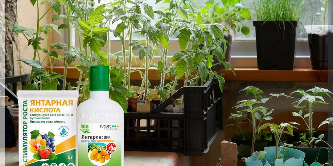 Полив рассады янтарной кислотой: как правильно применять янтарную кислоту для рассады