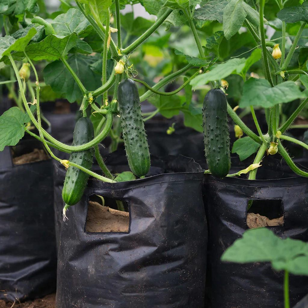 огурцы в мешках