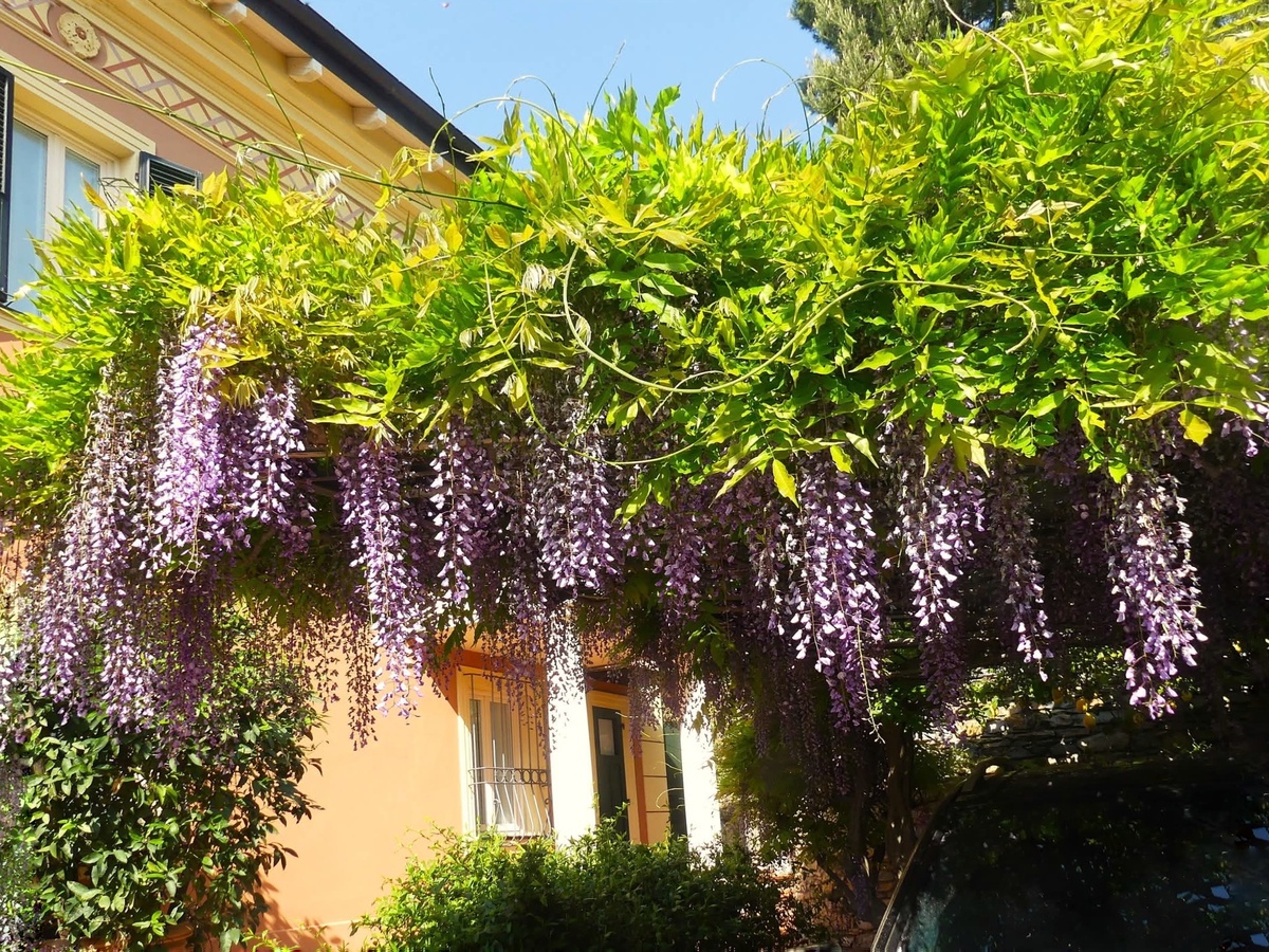 Глицинии-чудо на земле