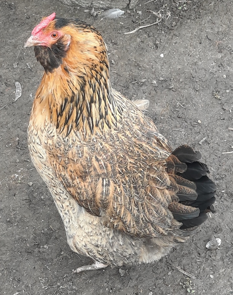 Курица. Фото автора 