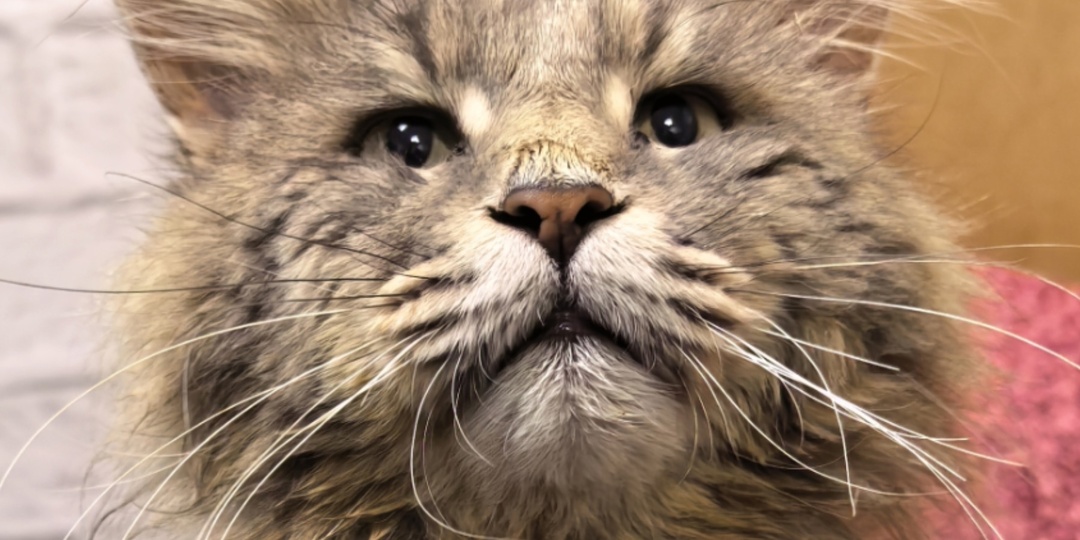 Услышав стоимость лечения, хозяева тут же отказались от любимого мейн-куна