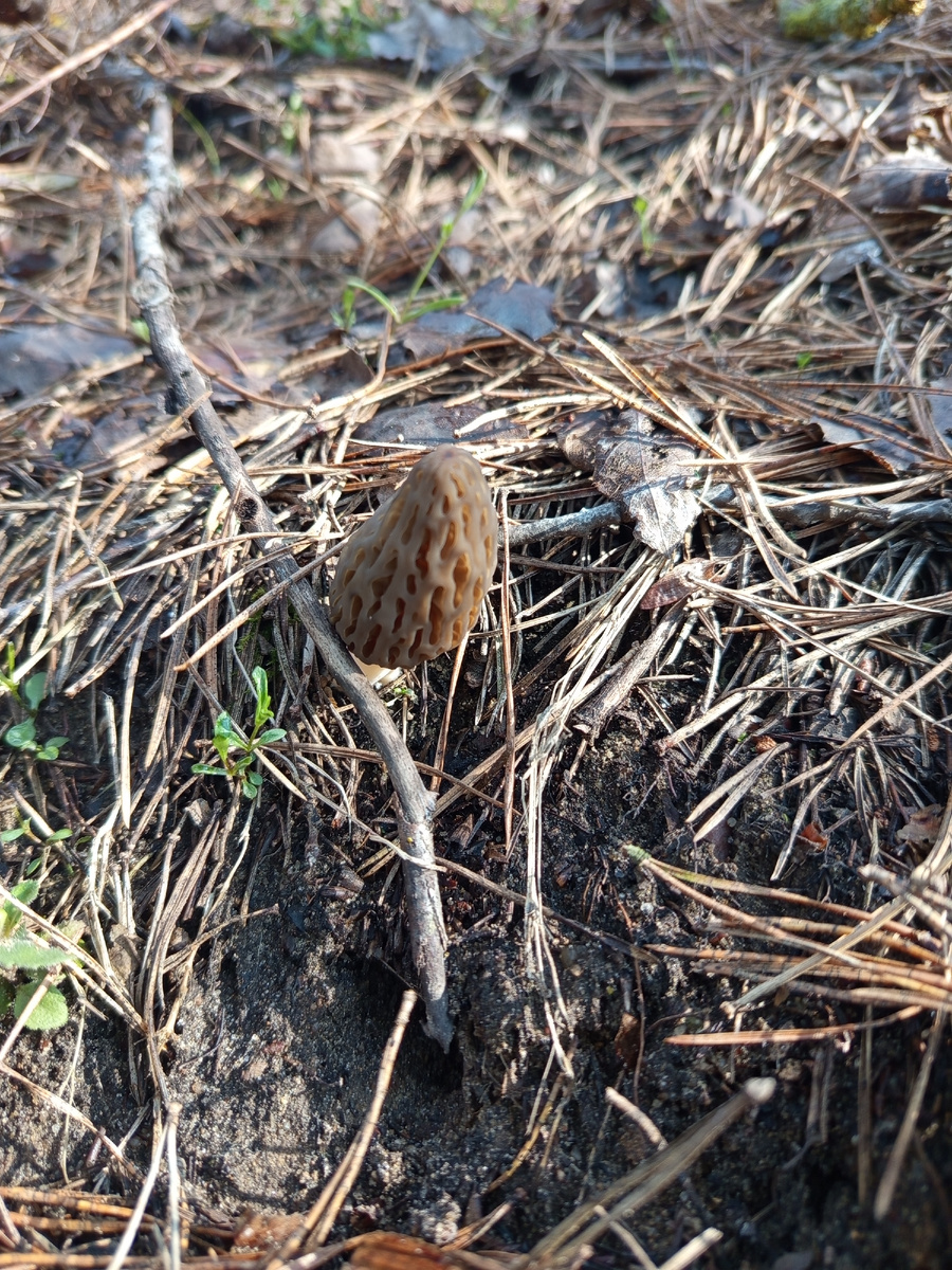 Первый сморчок. Фото Сергея Петрова. 17.04.26