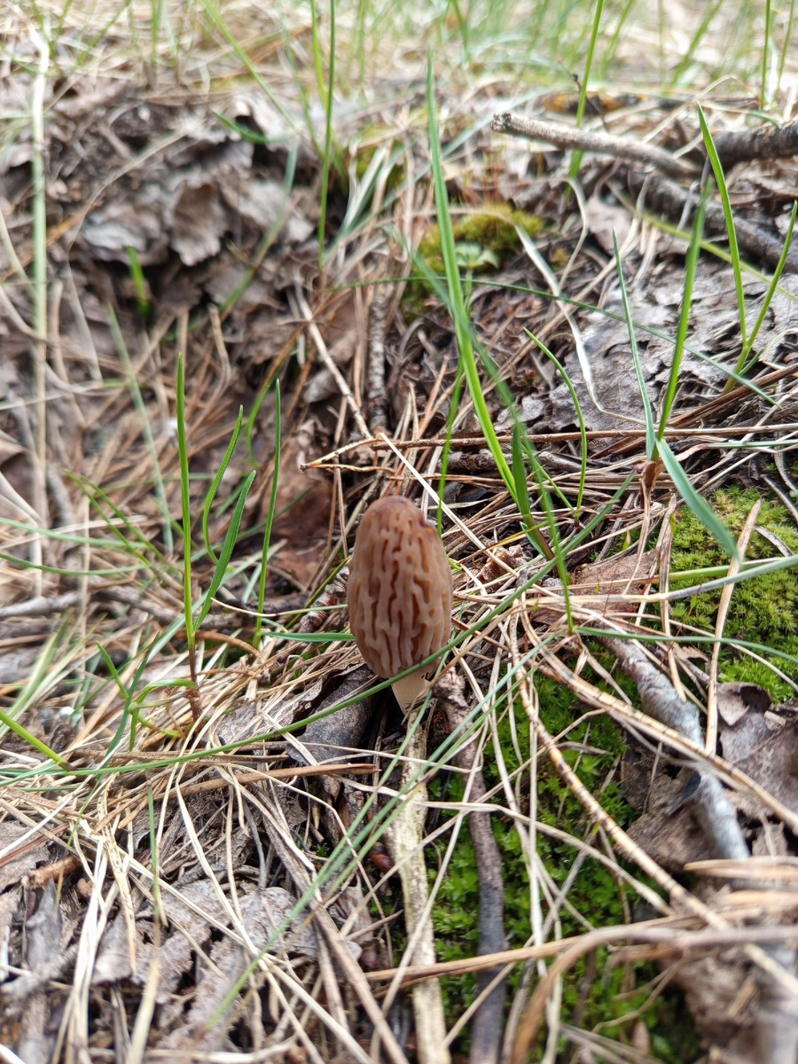 Еще сморчки! Фото Сергея Петрова. 17.04.26