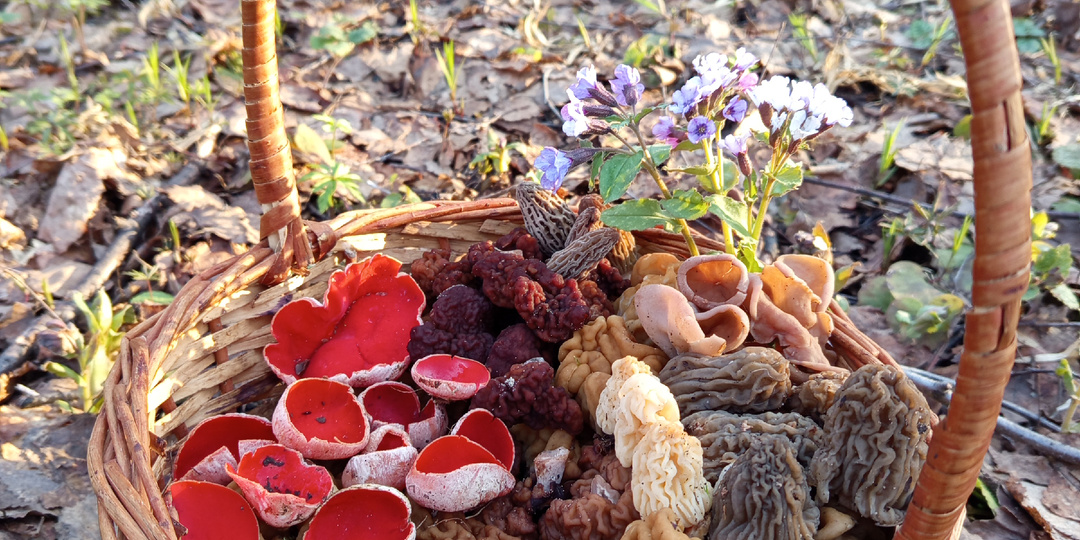 Что нашлось в лесу восточного Подмосковья. Грибы и не только. 17.04.26
