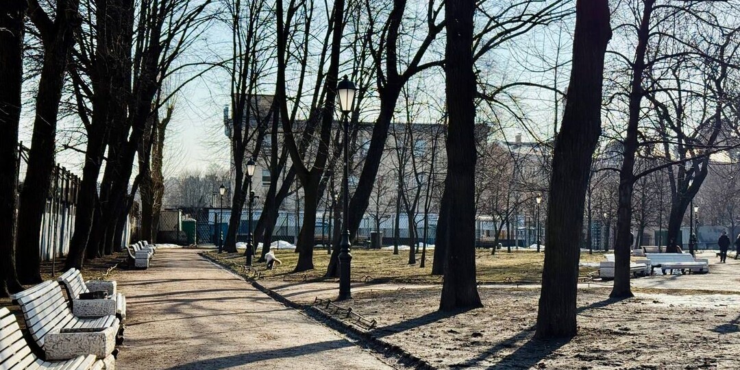 Стало известно, откуда в Петербурге взялись «варежки» на деревьях