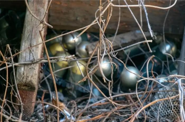 Росгвардейцы продолжают обеспечивать безопасность и правопорядок в прифронтовых регионах, источник МАХ-канал Росгвардия