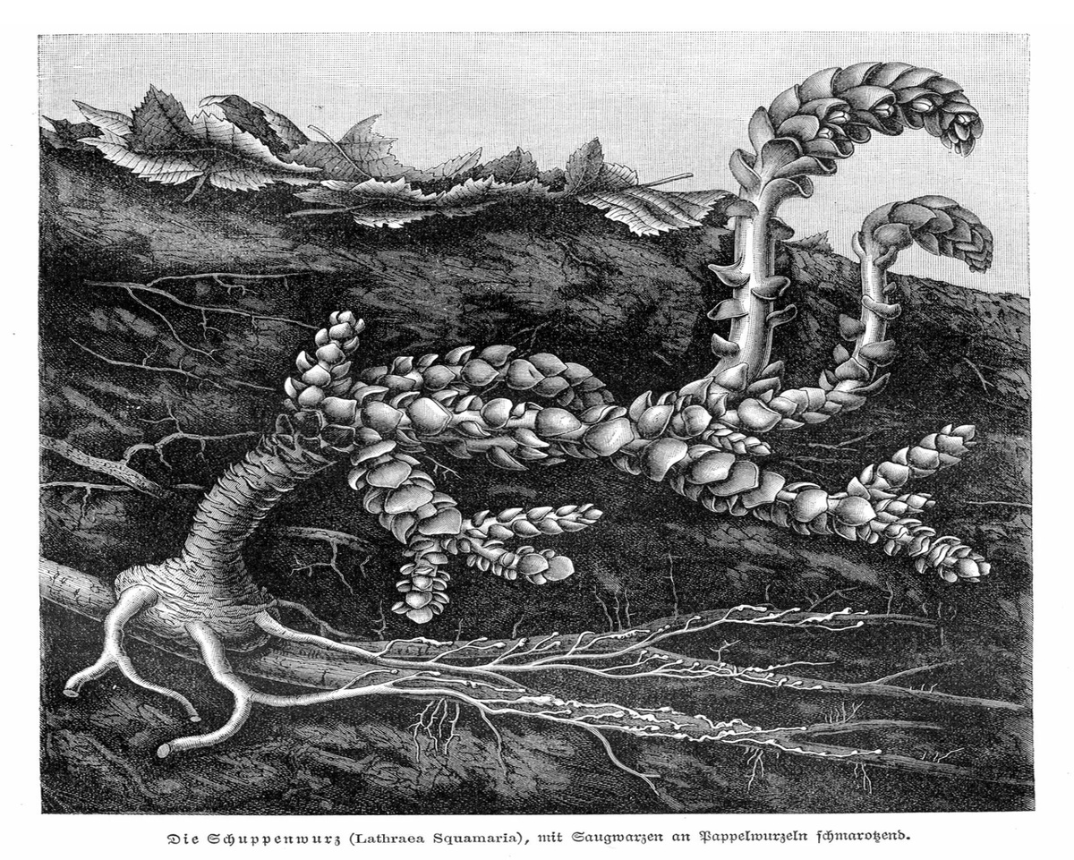 растение: Петров крест. Присосалось к корню дерева и высасывает питательные вещества