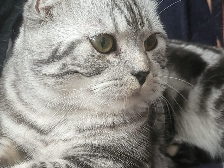 Можно ли домашним кошкам на улицу