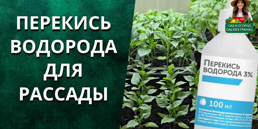 Перекись водорода для рассады: как я использую её, чтобы саженцы росли крепкими и не болели.