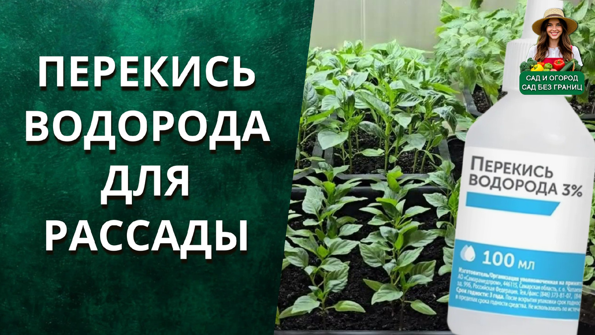 Перекись водорода для рассады